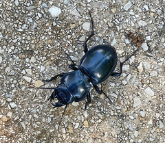 Pasimachus californicus