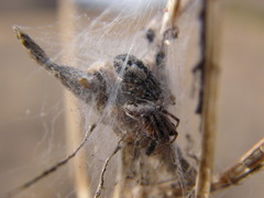 Dictyna coloradensis