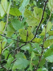 Tetragnatha