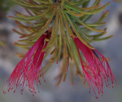 Melaleuca hawkeswoodii
