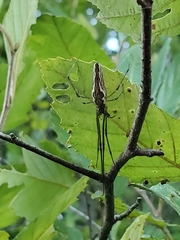 Tetragnatha
