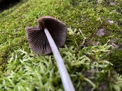 Conocybe tenera