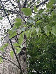 Populus lasiocarpa