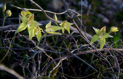 Caladenia flava flava