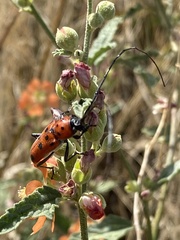 Tylosis maculatus