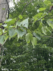 Populus lasiocarpa
