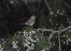 Artemisiospiza belli