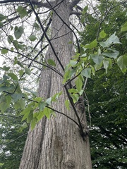 Populus lasiocarpa