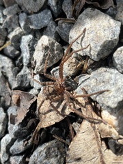Heteropoda