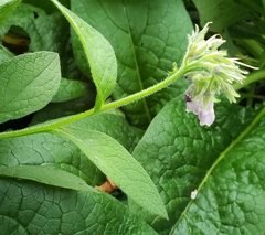 Symphytum officinale