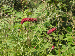 Sanguisorba officinalis