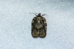 Acleris