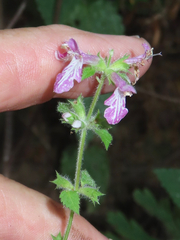 Stachys mexicana
