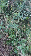Maclura cochinchinensis