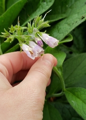 Symphytum officinale