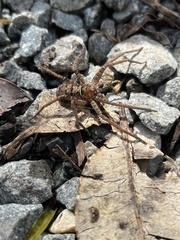 Heteropoda