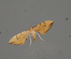 Gandaritis pyraliata