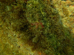 Aplidium