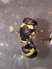 Euodynerus megaera