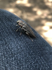 Ectinogonia buquetii