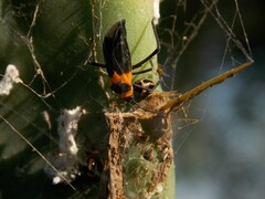 Platytylus bicinctus