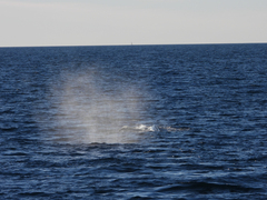 Megaptera novaeangliae