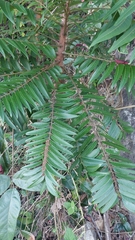 Ailanthus triphysa