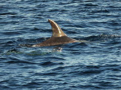 Grampus griseus