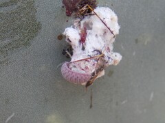 Hyperaspis trifurcata