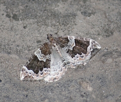 Eulithis prunata