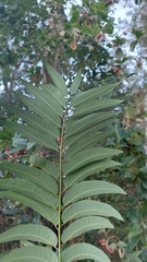Ailanthus triphysa