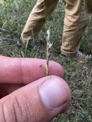 Sporobolus compositus