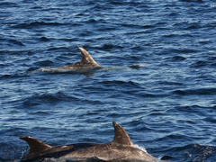 Grampus griseus