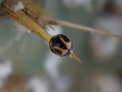 Hyperaspis trifurcata