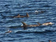 Grampus griseus