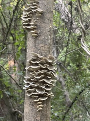 Trametes versicolor