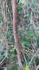 Ailanthus triphysa