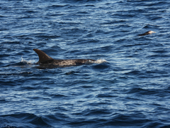 Grampus griseus