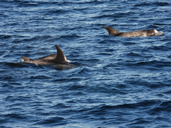 Grampus griseus