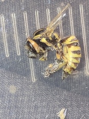 Vespula squamosa