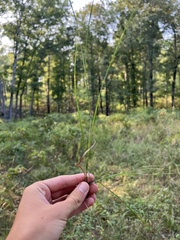 Sporobolus compositus