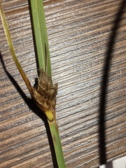 Bolboschoenus maritimus