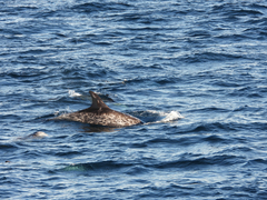 Grampus griseus
