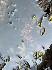 Calliarthron tuberculosum