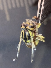 Vespula squamosa
