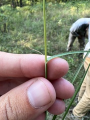 Sporobolus compositus