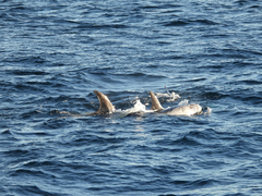 Grampus griseus