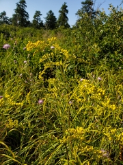 Solidago arguta