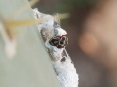 Hyperaspis trifurcata