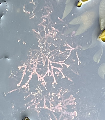 Calliarthron tuberculosum